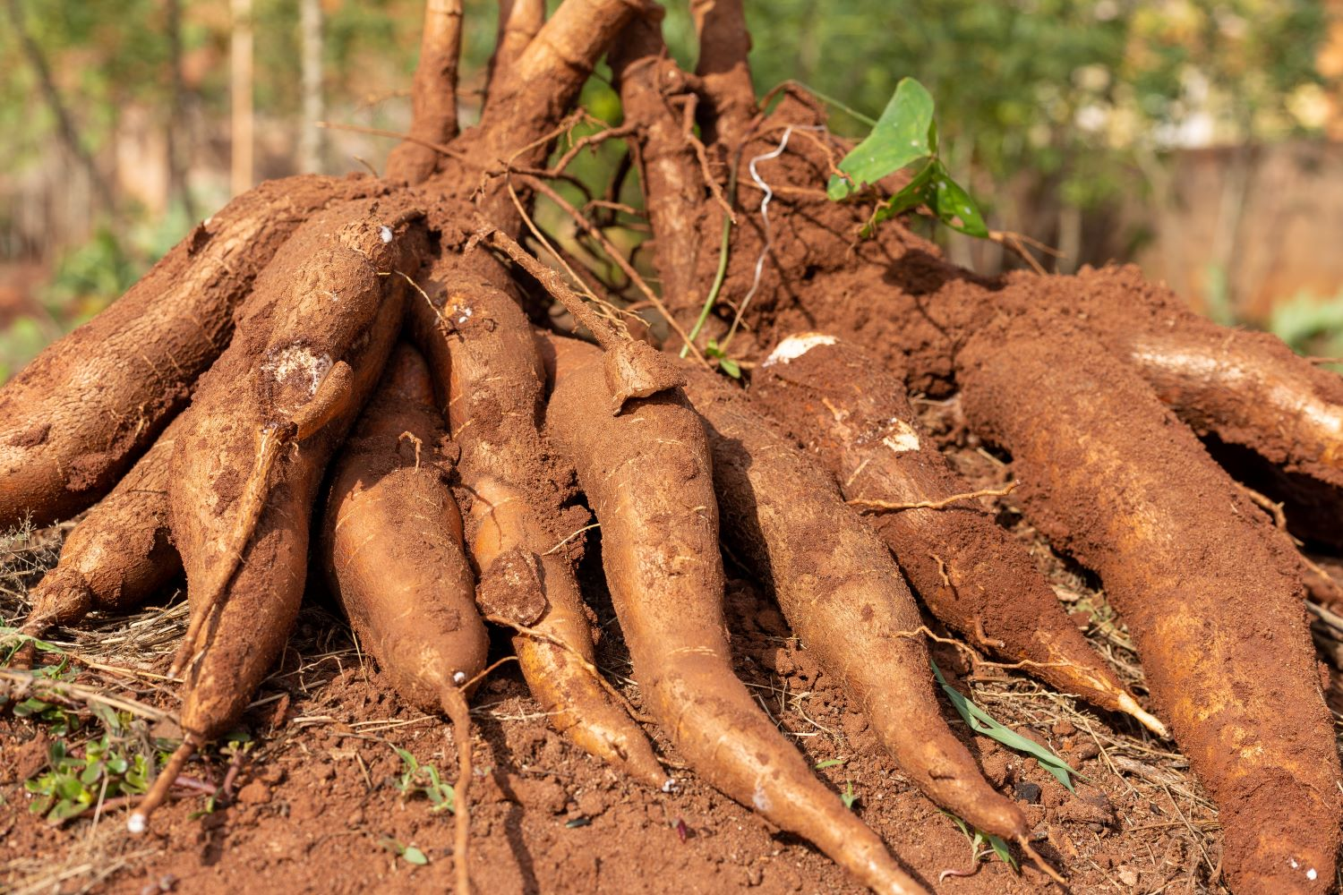 Raízes de mandioca recém-colhidas em solo escuro